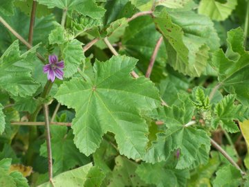 Malva sylvestris